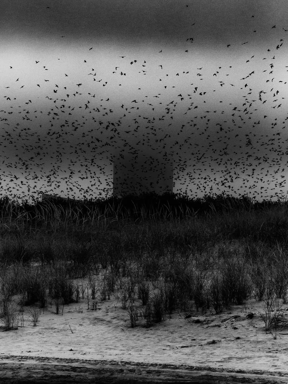 2025 B&W Photo Contest