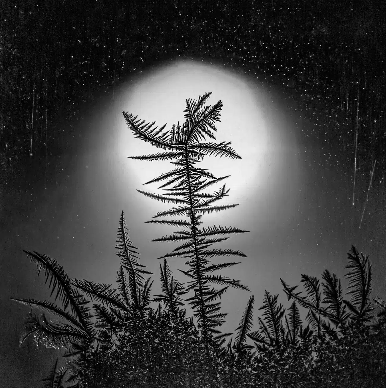 Black and white image of frost on a window