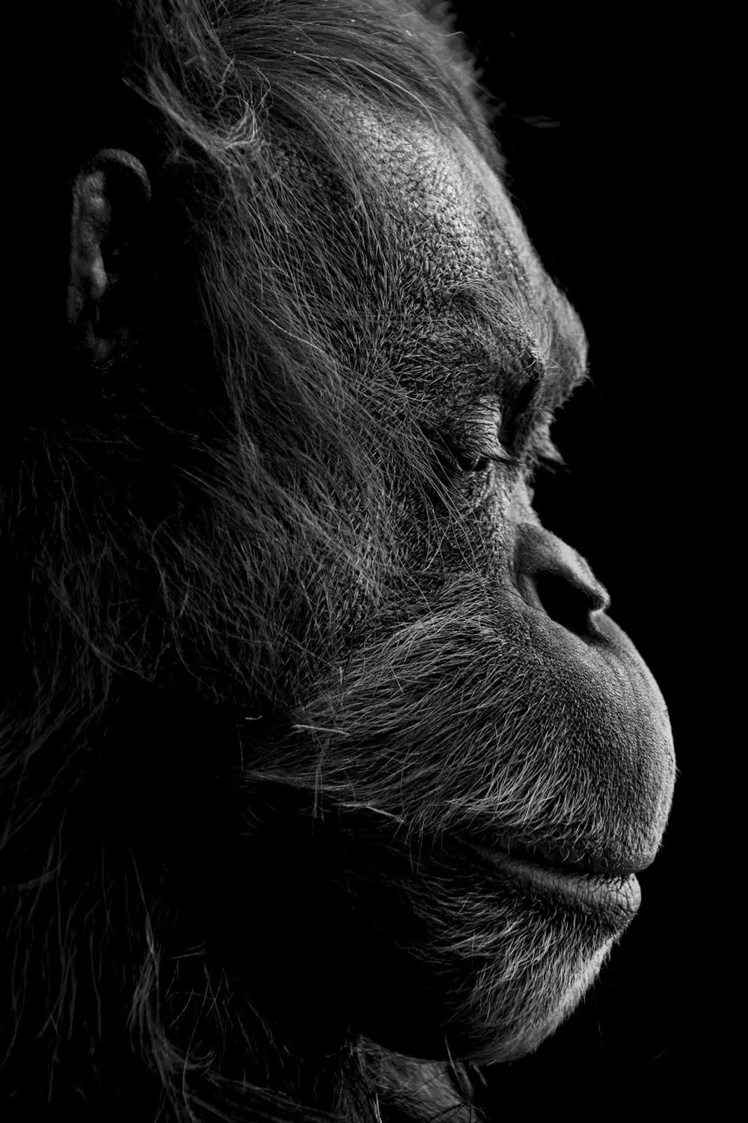Black and white photo of an orangutan