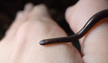 This handout photo obtained on July 25, 2025, courtesy of Re:wild shows a Barbados threadsnake in March 2025. A snake so small it could be mistaken for a worm has been spotted in Barbados, nearly two decades after it was thought to have been “lost“ to science. The Barbados threadsnake (Tetracheilostoma carlae) was found hiding under a rock in central Barbados during an ecological survey in March 2025 by the Barbados Ministry of the Environment and National Beautification and Re:wild, a conservation group.