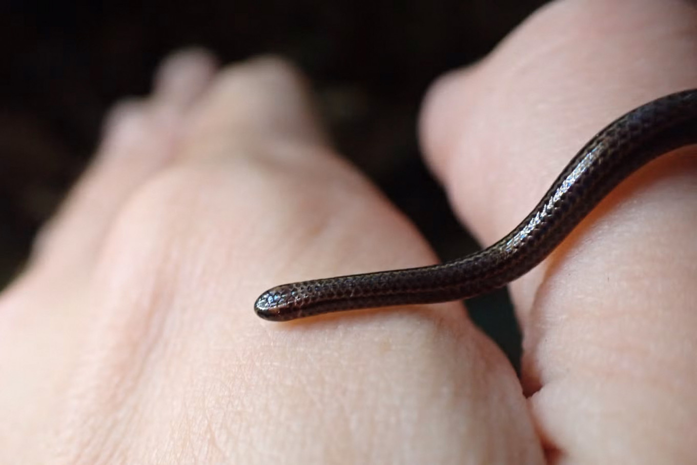 This handout photo obtained on July 25, 2025, courtesy of Re:wild shows a Barbados threadsnake in March 2025. A snake so small it could be mistaken for a worm has been spotted in Barbados, nearly two decades after it was thought to have been “lost“ to science. The Barbados threadsnake (Tetracheilostoma carlae) was found hiding under a rock in central Barbados during an ecological survey in March 2025 by the Barbados Ministry of the Environment and National Beautification and Re:wild, a conservation group.