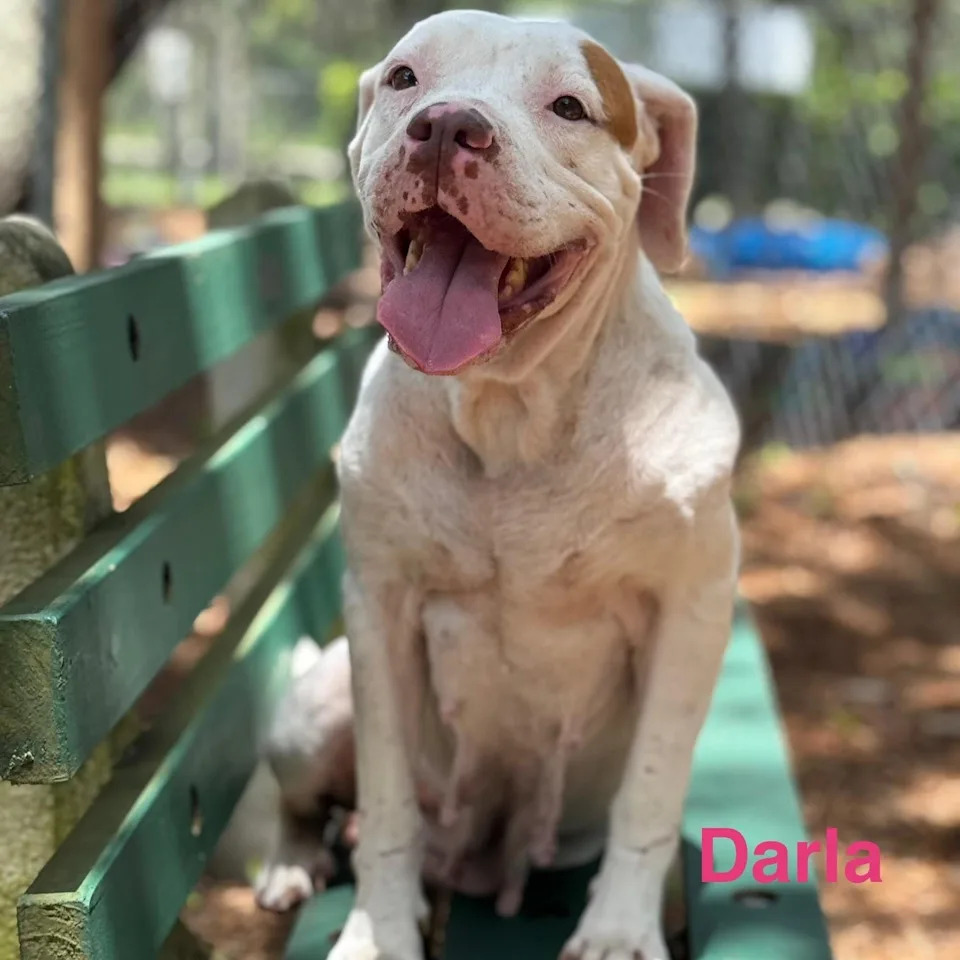 Darla