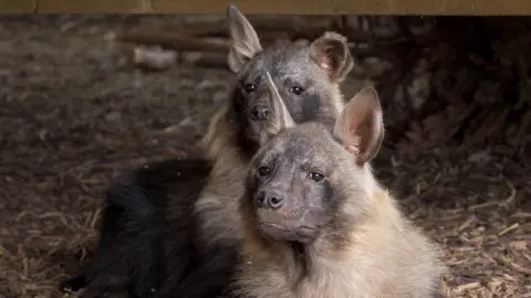 Helen Black Photography Flo and Quinn are lying along side each other with their heads pointing in the same direction. One has upright ears while the other has one slightly floppy ear. Their long ruffs are pale brown and the fur on their bodies is darker brown. Their eyes and noses look dark brown or black. They are lying on a bed of twigs. 