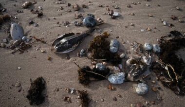South Australia algal bloom a 'natural disaster,' state's premier says, as species wiped out