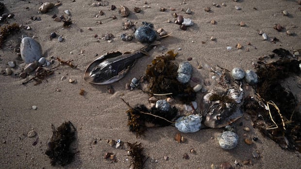 South Australia algal bloom a 'natural disaster,' state's premier says, as species wiped out