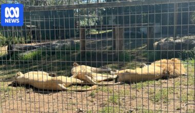 Woman hospitalised after being bitten by lion at Darling Downs Zoo