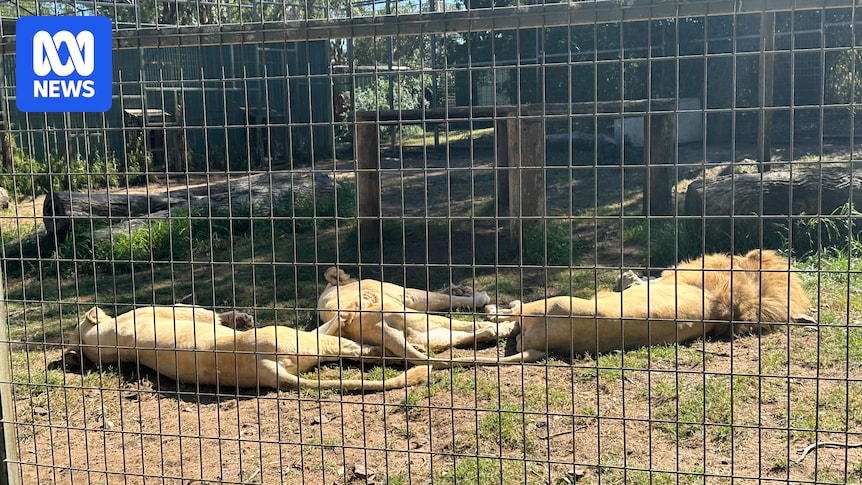 Woman hospitalised after being bitten by lion at Darling Downs Zoo