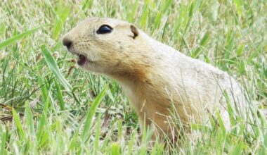 Ground squirrels are taking over a North Dakota city and officials are not amused