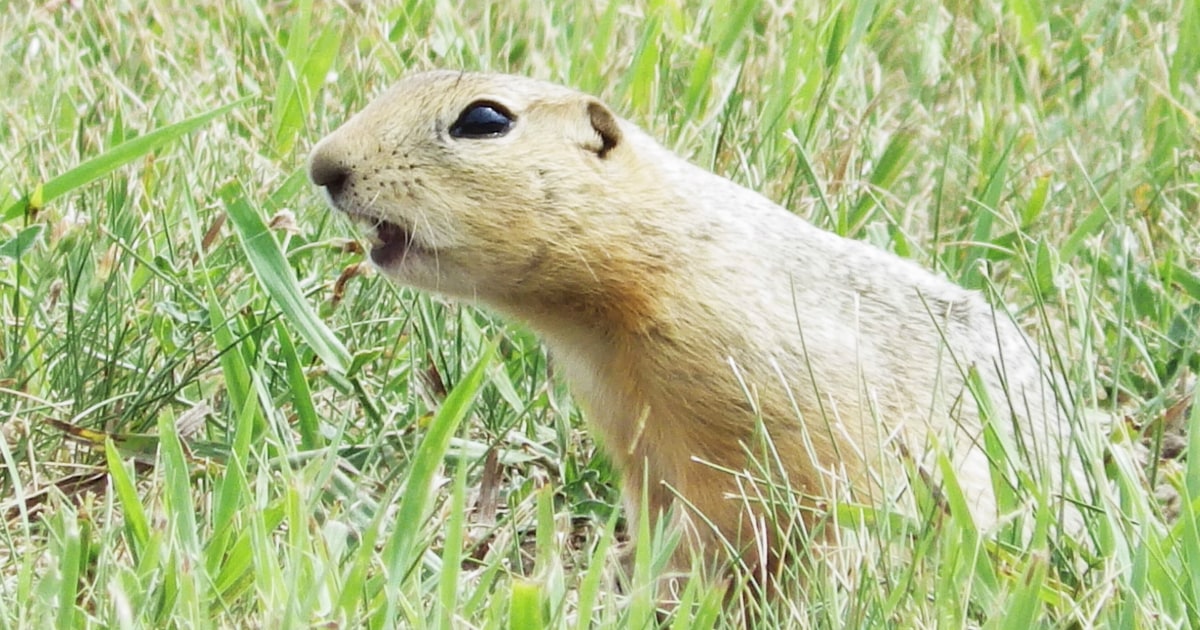 Ground squirrels are taking over a North Dakota city and officials are not amused