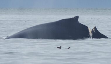 Humpback whale severely injured in Glacier Bay National Park