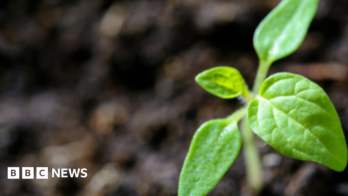 A stock image of a small plant with four green leaves.