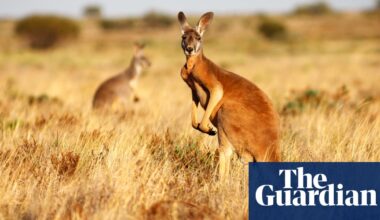 Wild kangaroo harvests are labelled ‘needlessly cruel’ by US lawmakers – but backed by Australian conservationists | Wildlife