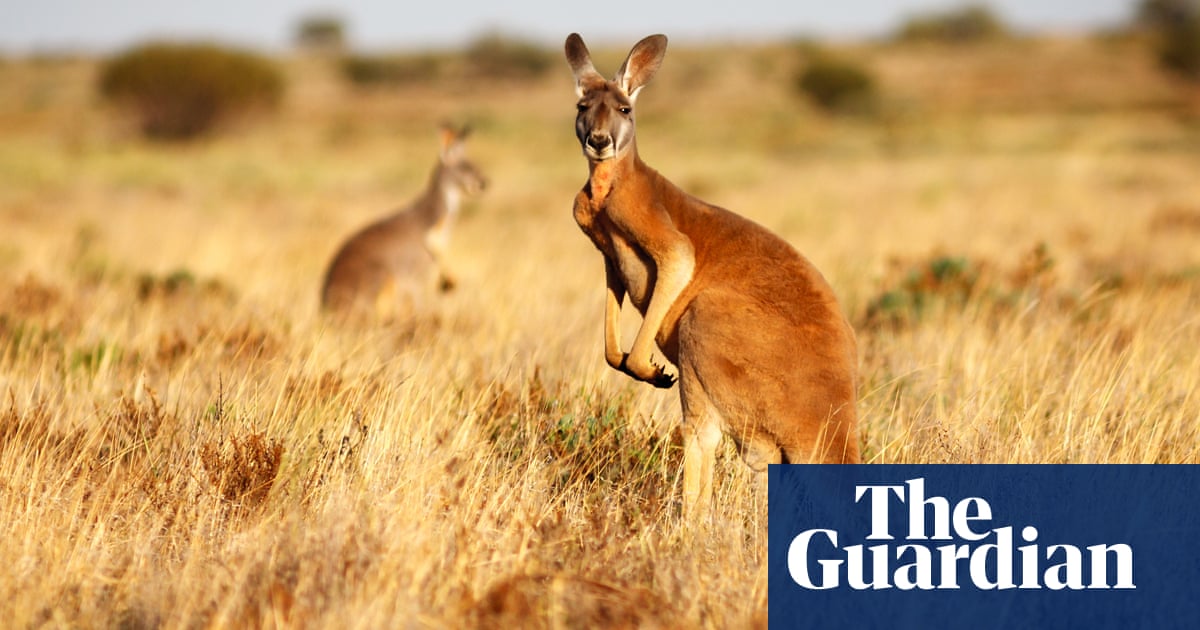 Wild kangaroo harvests are labelled ‘needlessly cruel’ by US lawmakers – but backed by Australian conservationists | Wildlife