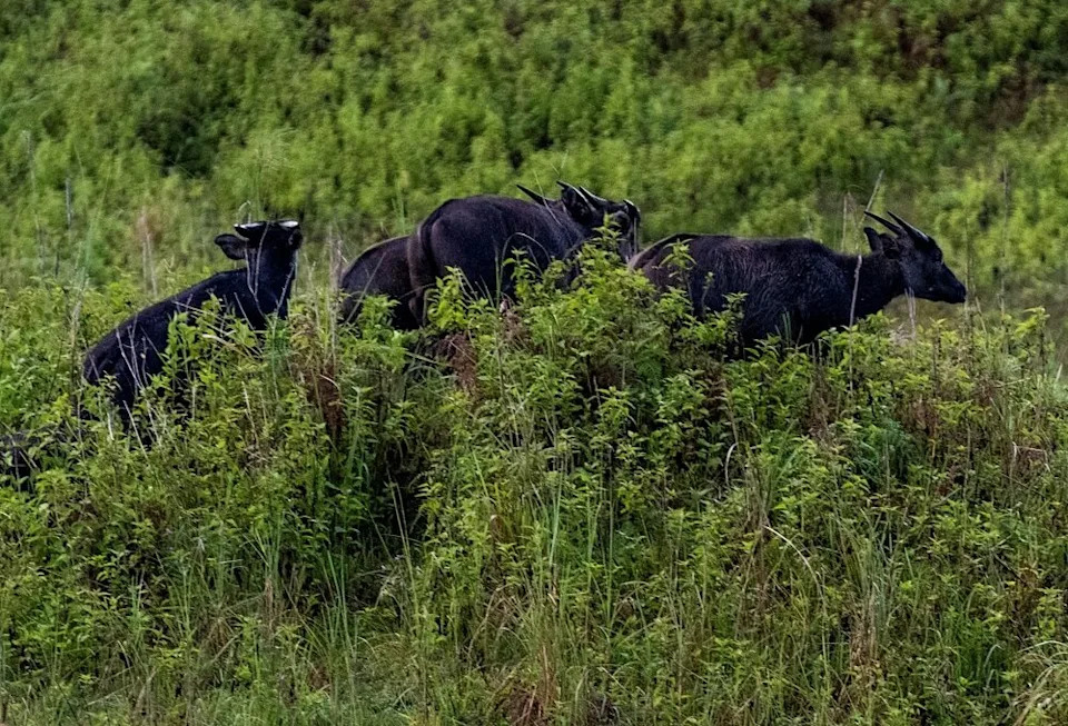 The technology allows for long-term observation without disruption to the habitat or animal behavior in the presence of humans.