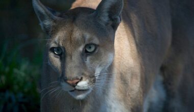 A Florida panther walking in the Everglades National Park