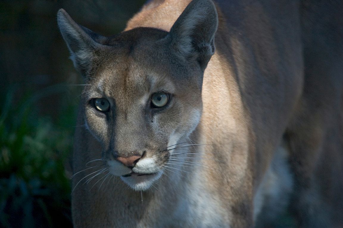 A Florida panther walking in the Everglades National Park