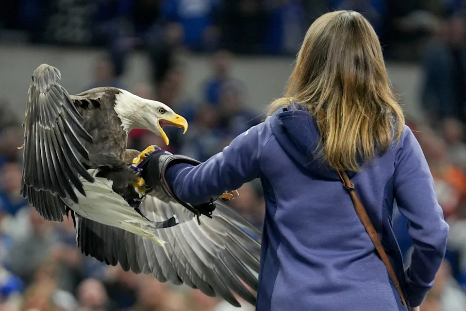 A bald eagle flies over the field before the game between the Indianapolis Colts and the Tampa Bay Buccaneers at Lucas Oil Stadium in Indianapolis.