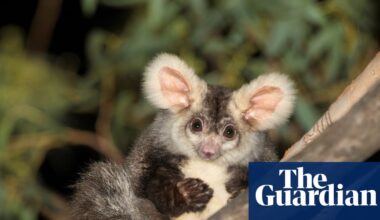 Murray Watt urged to intervene after accusations proposed Queensland coalmine clearing land in greater glider habitat | Endangered species