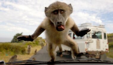 Foraging baboons are Cape Town’s latest security risk