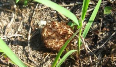 These invasive ‘crazy ants’ have made huge colonies in Florida. Here’s where