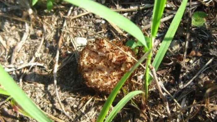 These invasive ‘crazy ants’ have made huge colonies in Florida. Here’s where