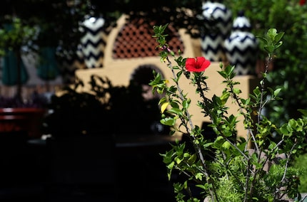 The garden at Joe T. Garcia's came along in 1970. The restaurant matriarch loved the garden,...
