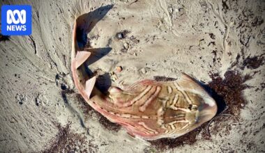 SA's toxic algal bloom is unlikely to end soon so what are the consequences?
