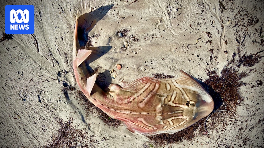SA's toxic algal bloom is unlikely to end soon so what are the consequences?