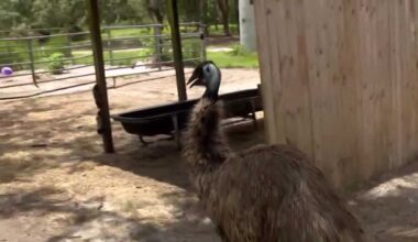 How a missing emu in Seminole County was found