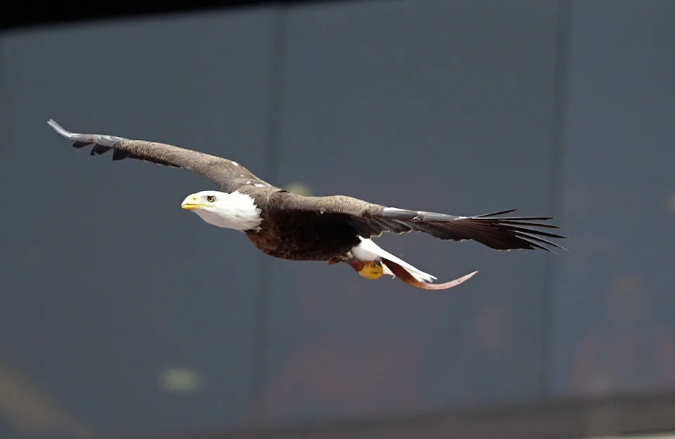 A bald eagle named Spirt circles the field.