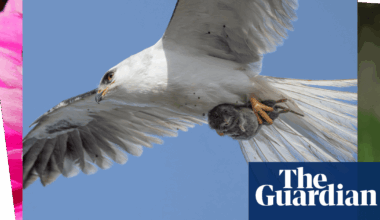 Week in wildlife: a flying vole, a Wimbledon wagtail and some lovebugs | Environment