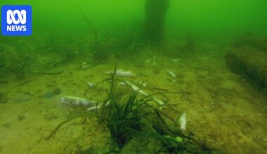 Algal bloom fears grow as video shows dead fish in 'neon green' waters near Ardrossan