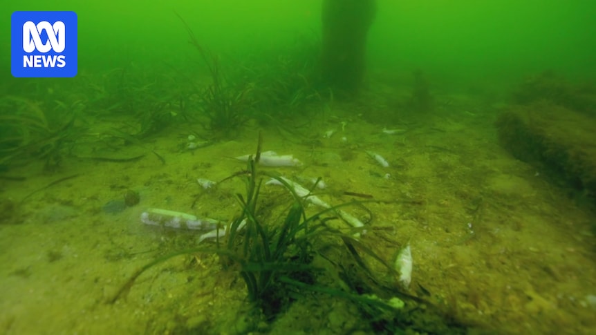 Algal bloom fears grow as video shows dead fish in 'neon green' waters near Ardrossan