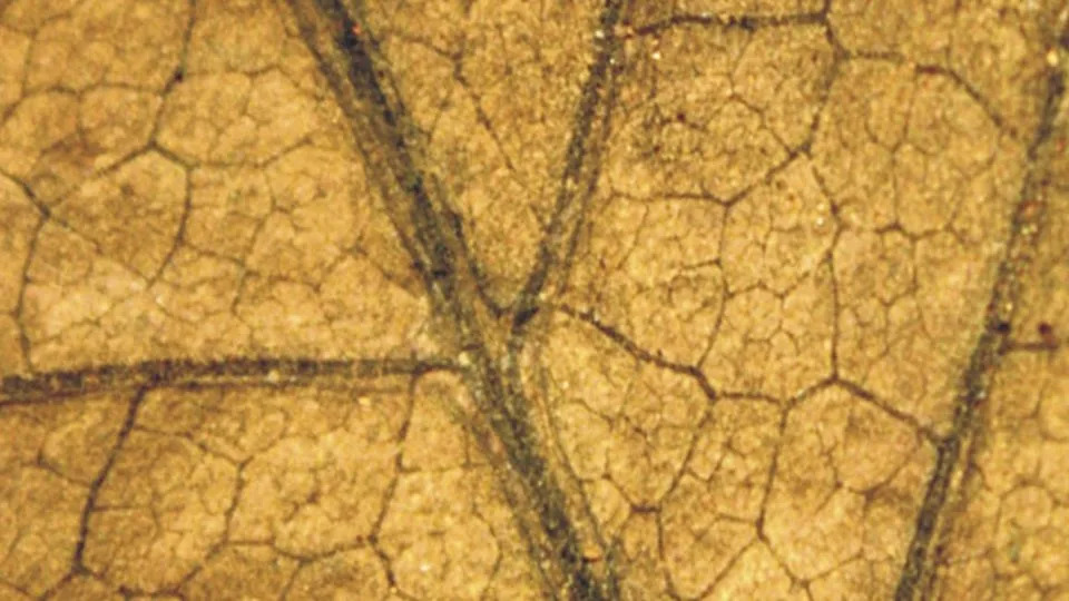 A complicated broad leaf seed fern from a pre-extinction South China rainforest. - Dr. Zhen Xu