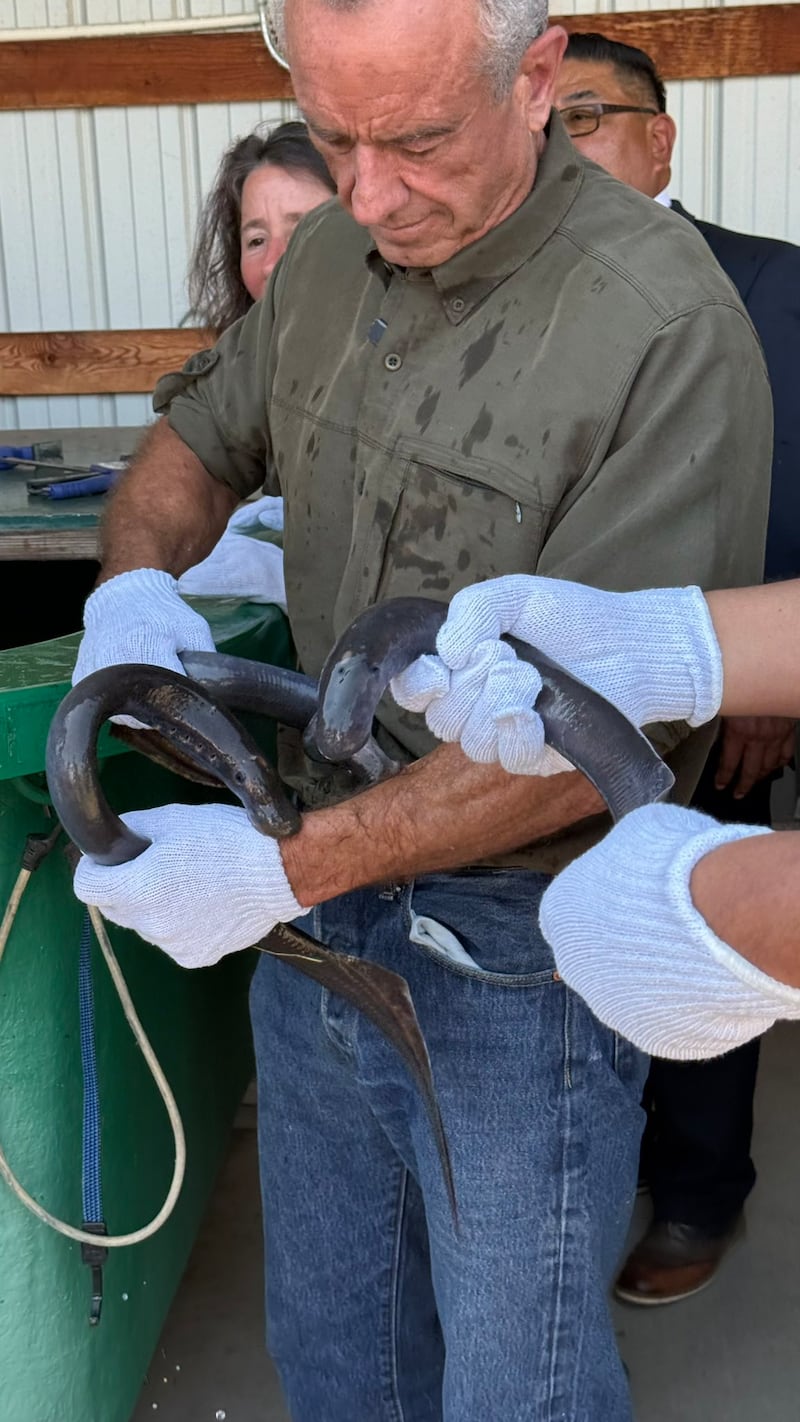 RFK Jr. with two of the eel-like creatures stuck to his skin.