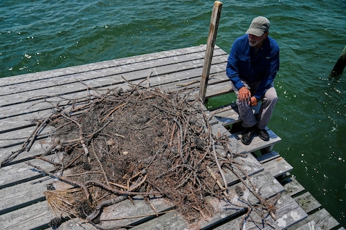 Osprey Fish Fight
