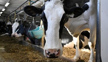 The dairy industry’s outsized political influence explained, in charts