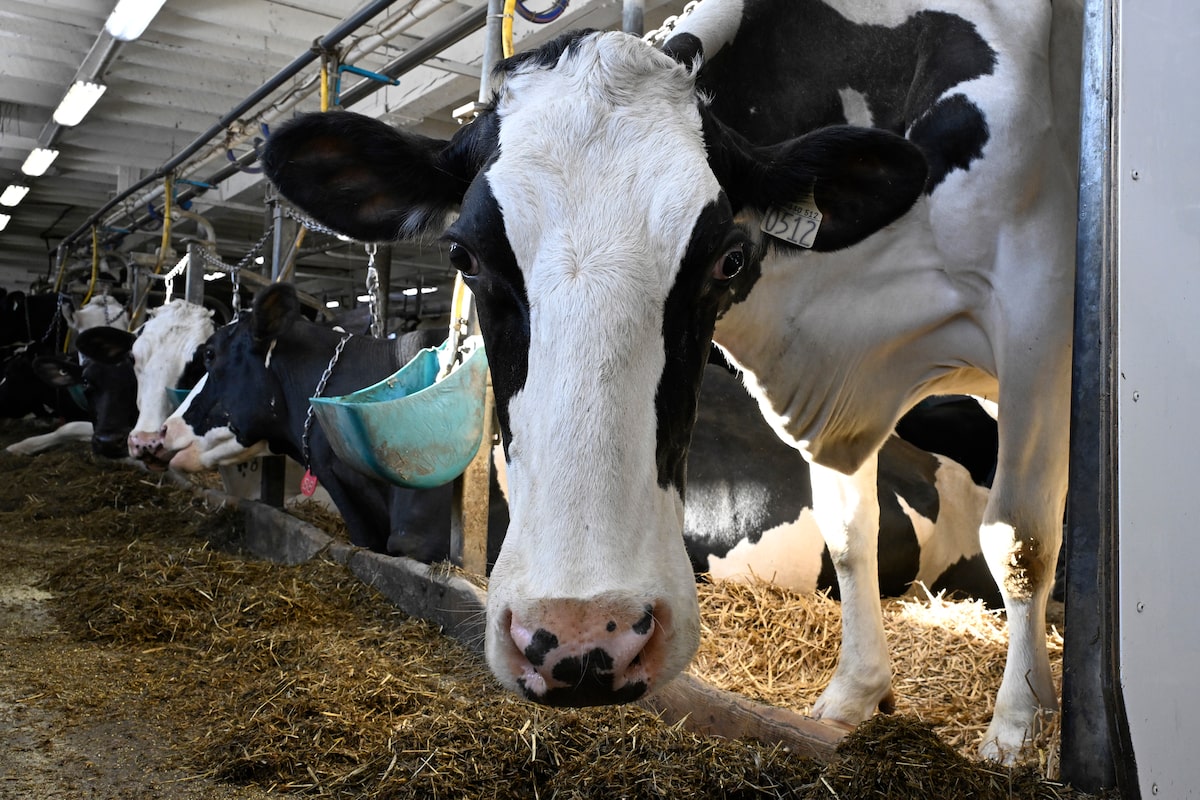The dairy industry’s outsized political influence explained, in charts