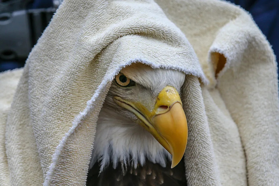 A female bald eagle peers out from a towel as it prepares to be released. 
00clevengerfeature