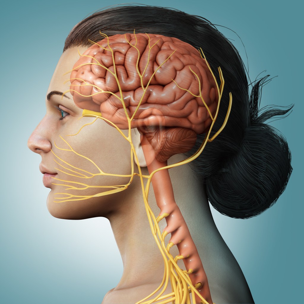 Illustration of female brain anatomy, including nerves and spinal cord.