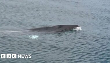 Minke whales swim in Cardigan Bay alongside boat