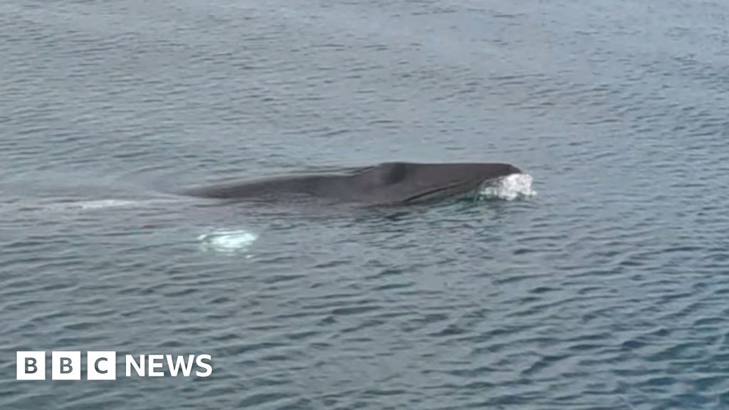 Minke whales swim in Cardigan Bay alongside boat