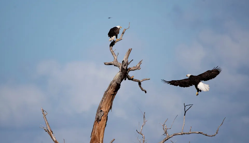 A pair of bald eagles hang out on a tree