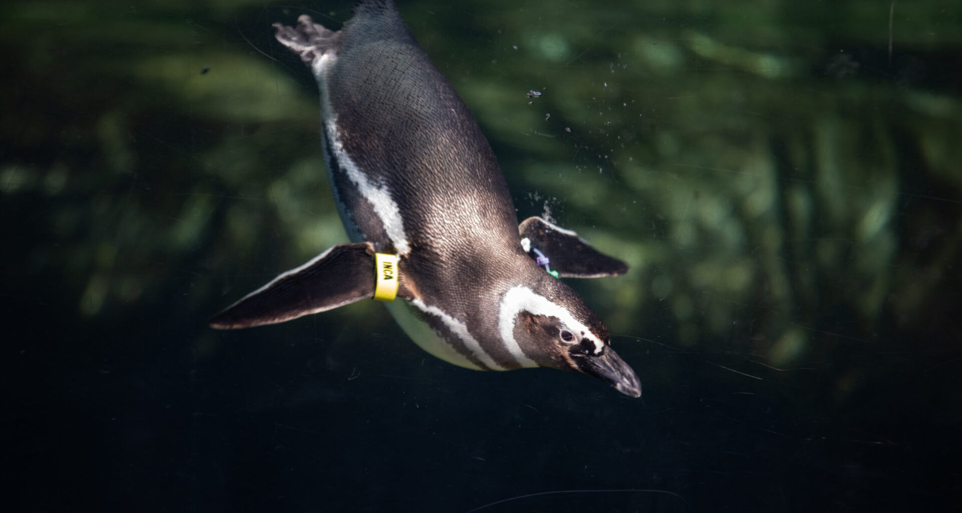Meet Inca and Milo, the newest penguins at the Aquarium of the Pacific • Long Beach Post News