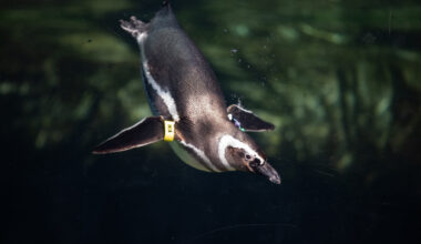 Meet Inca and Milo, the newest penguins at the Aquarium of the Pacific • Long Beach Post News