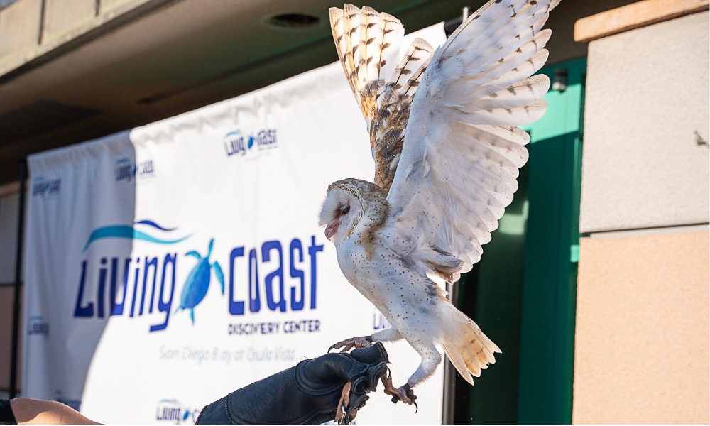 Dine with sharks, snakes at Living Coast's Farm to Bay in August