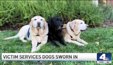 LA County welcomes four-legged heroes to support crime victims – NBC Los Angeles