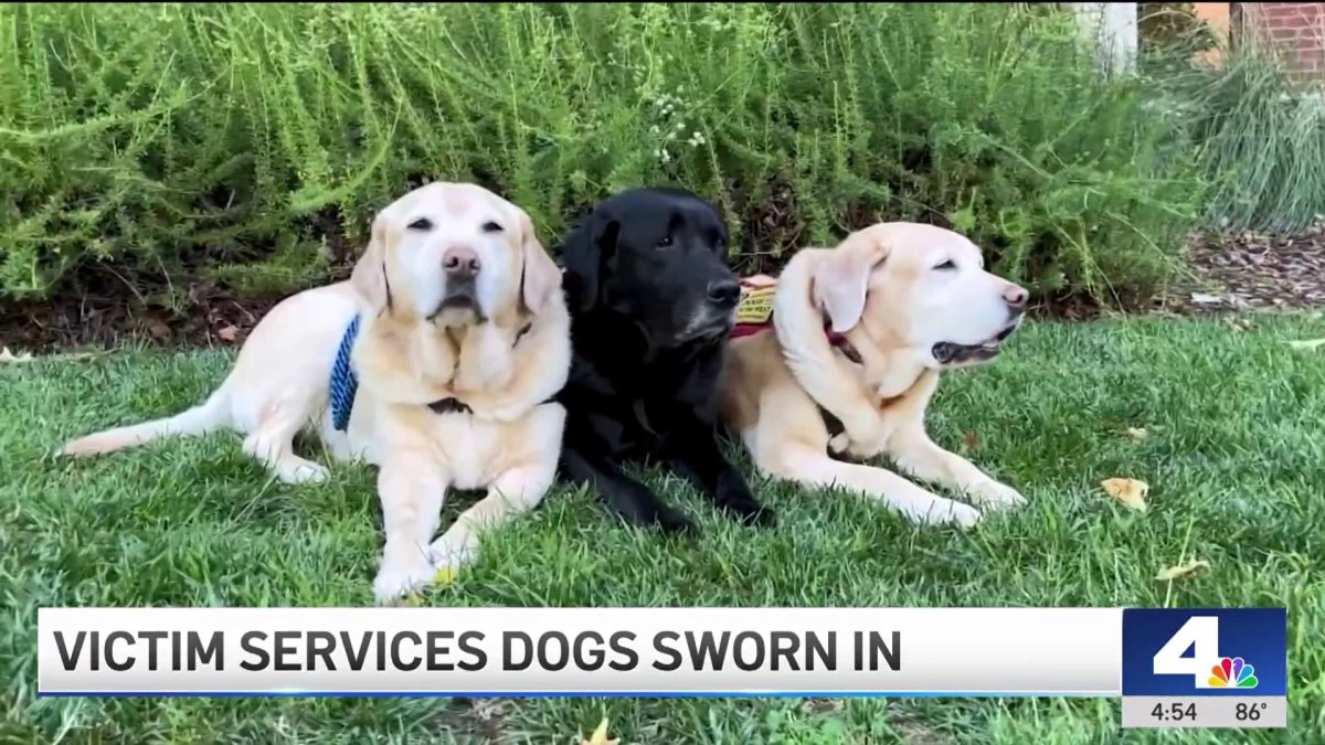 LA County welcomes four-legged heroes to support crime victims – NBC Los Angeles