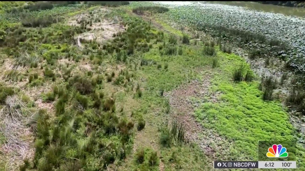 Alligator study happening in Fort Worth – NBC 5 Dallas-Fort Worth