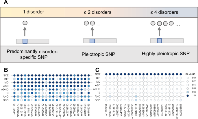 Neurobiological correlates of schizophrenia-specific and highly pleiotropic genetic risk scores for neuropsychiatric disorders